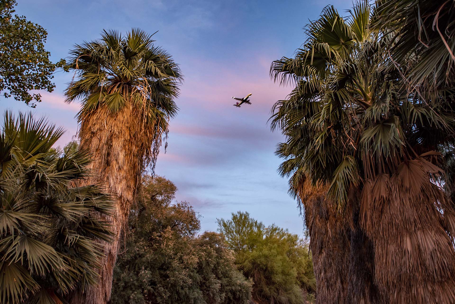 Palms & Plane, Tempe, Arizona